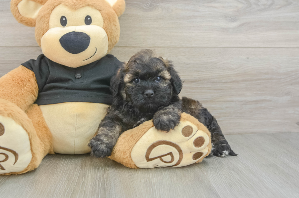 5 week old Shih Poo Puppy For Sale - Seaside Pups