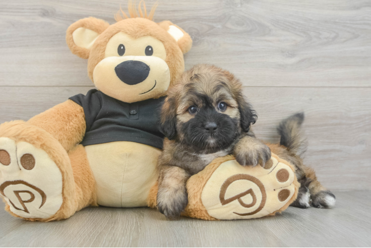 Shih Poo Pup Being Cute