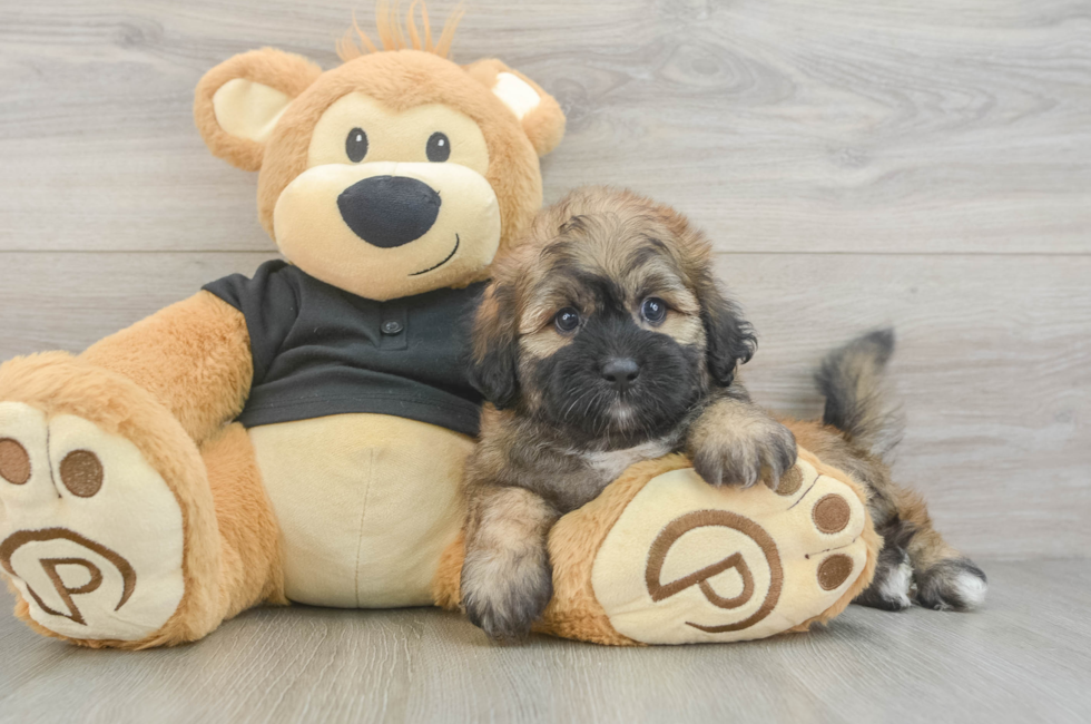 5 week old Shih Poo Puppy For Sale - Seaside Pups