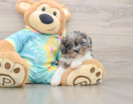 5 week old Shih Poo Puppy For Sale - Seaside Pups