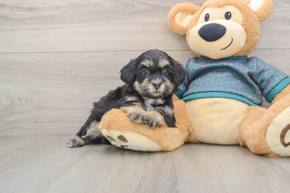 Shih Poo Puppy for Adoption