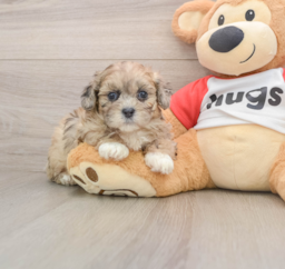 8 week old Shih Poo Puppy For Sale - Seaside Pups
