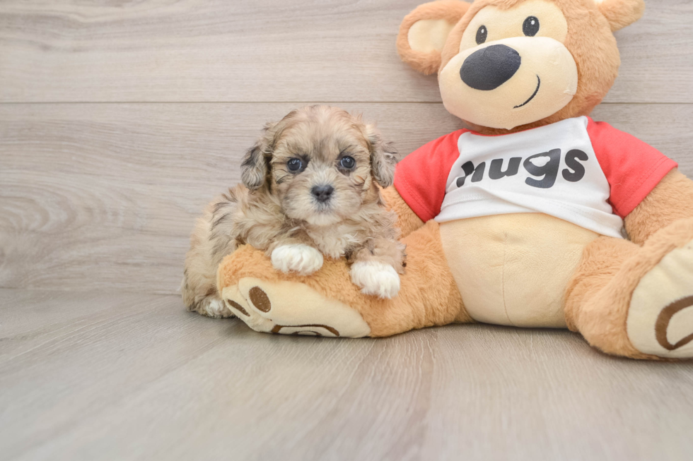 Friendly Shih Poo Baby