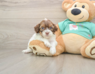 8 week old Shih Poo Puppy For Sale - Seaside Pups