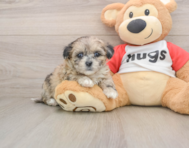 8 week old Shih Poo Puppy For Sale - Seaside Pups
