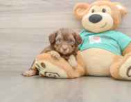 8 week old Shih Poo Puppy For Sale - Seaside Pups