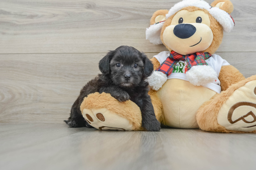 5 week old Shih Poo Puppy For Sale - Seaside Pups