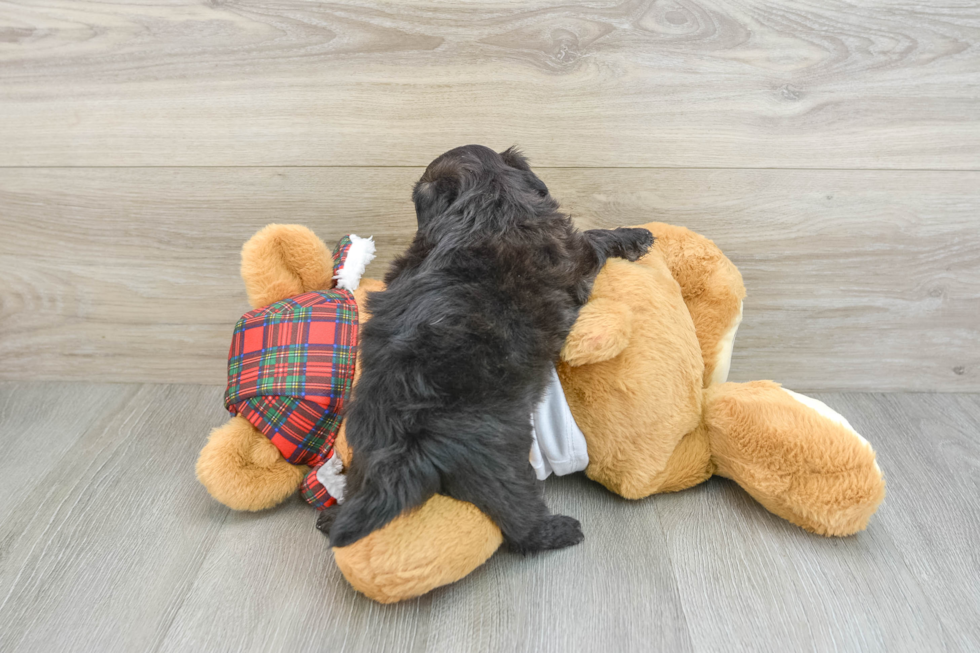 Shih Poo Puppy for Adoption