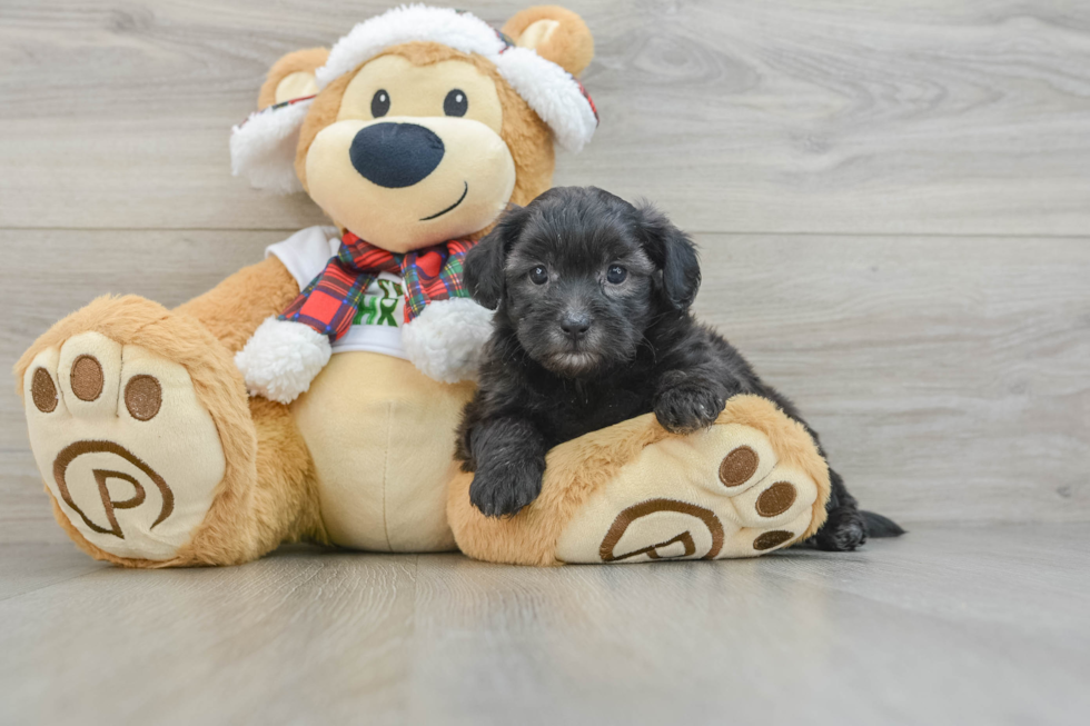 Shih Poo Pup Being Cute