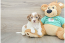 Best Shih Poo Baby