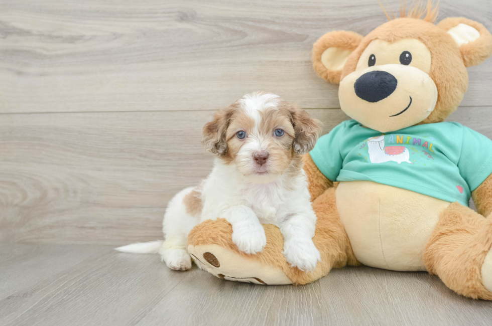 6 week old Shih Poo Puppy For Sale - Seaside Pups