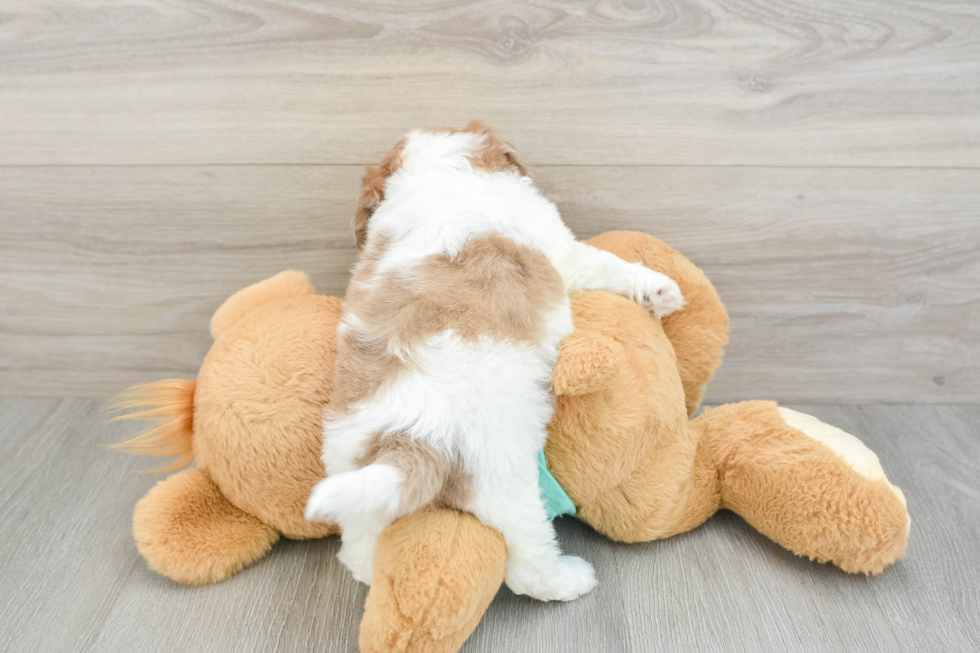 Shih Poo Puppy for Adoption