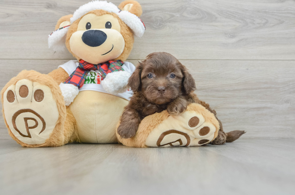 5 week old Shih Poo Puppy For Sale - Seaside Pups