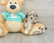 6 week old Shih Poo Puppy For Sale - Seaside Pups