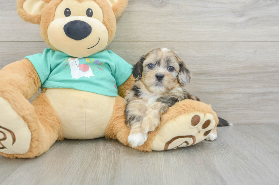 6 week old Shih Poo Puppy For Sale - Seaside Pups