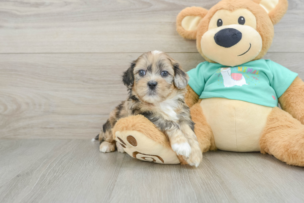 Sweet Shih Poo Baby