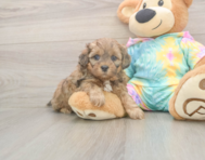 7 week old Shih Poo Puppy For Sale - Seaside Pups