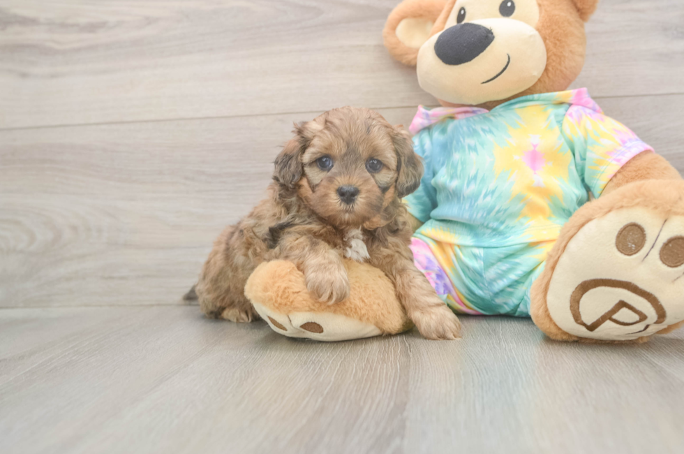 5 week old Shih Poo Puppy For Sale - Seaside Pups