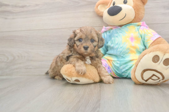 Shih Poo Puppy for Adoption