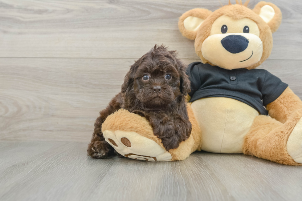 Shih Poo Puppy for Adoption