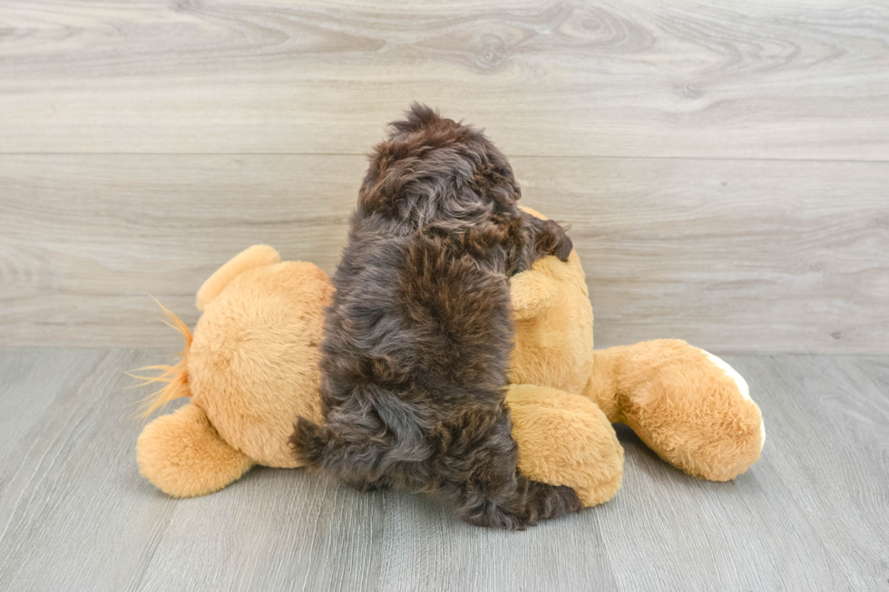 Best Shih Poo Baby