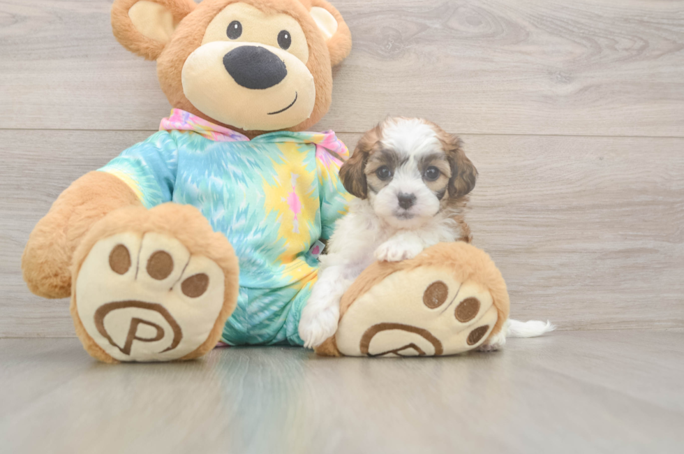 5 week old Shih Poo Puppy For Sale - Seaside Pups