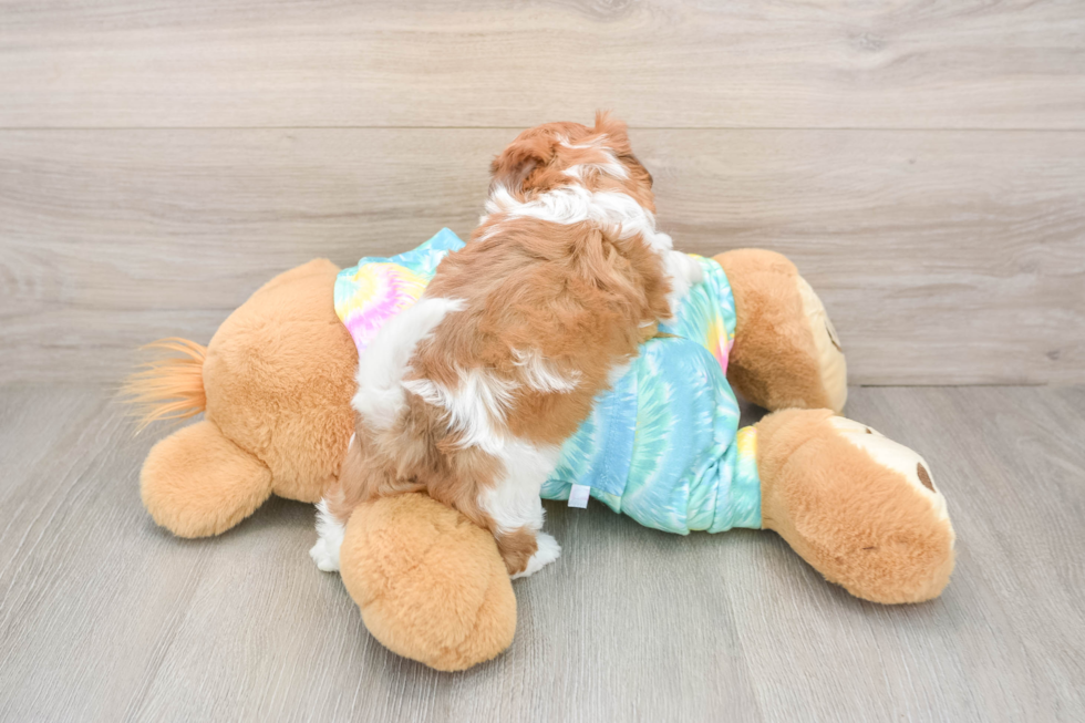 Adorable Shihpoo Poodle Mix Puppy