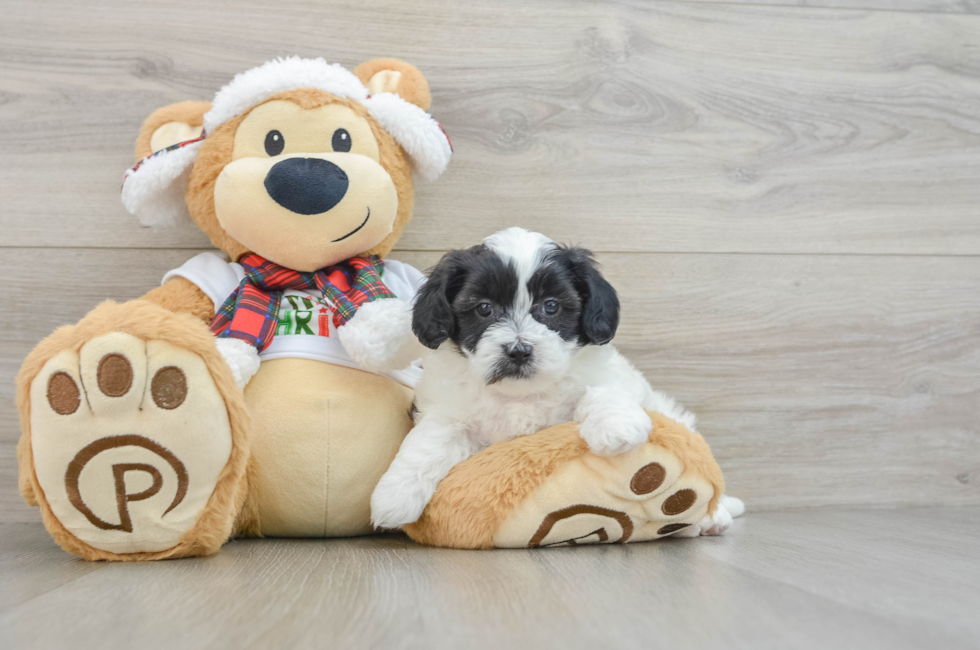 5 week old Shih Poo Puppy For Sale - Seaside Pups