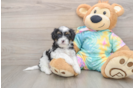 Shih Poo Puppy for Adoption