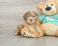 6 week old Shih Poo Puppy For Sale - Seaside Pups