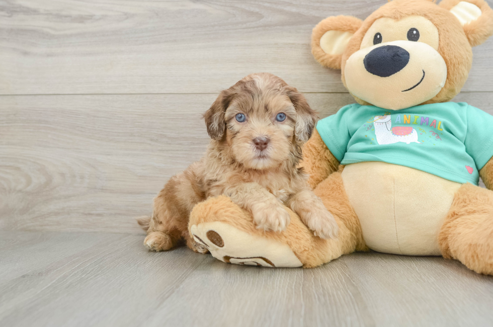 6 week old Shih Poo Puppy For Sale - Seaside Pups