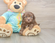 6 week old Shih Poo Puppy For Sale - Seaside Pups