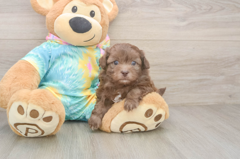 5 week old Shih Poo Puppy For Sale - Seaside Pups