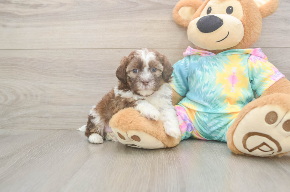 5 week old Shih Poo Puppy For Sale - Seaside Pups