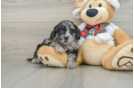 Shih Poo Pup Being Cute