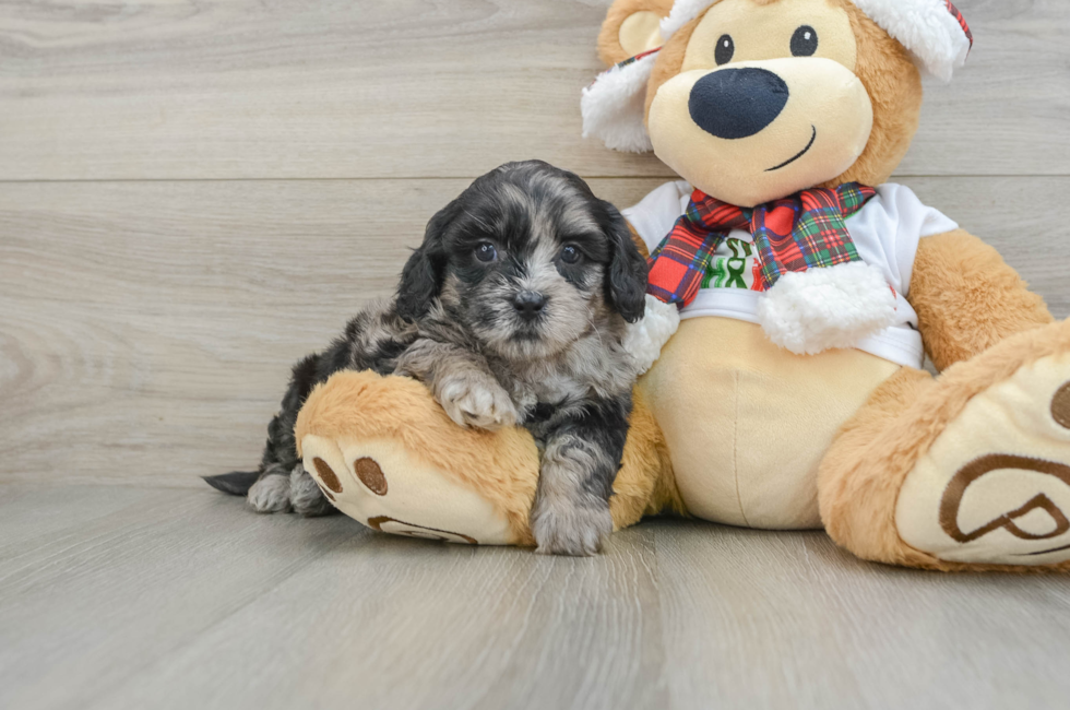 5 week old Shih Poo Puppy For Sale - Seaside Pups