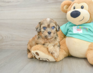 6 week old Shih Poo Puppy For Sale - Seaside Pups