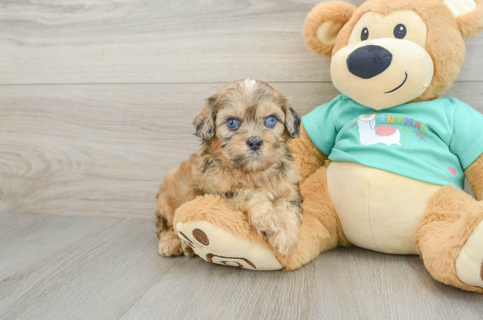 6 week old Shih Poo Puppy For Sale - Seaside Pups