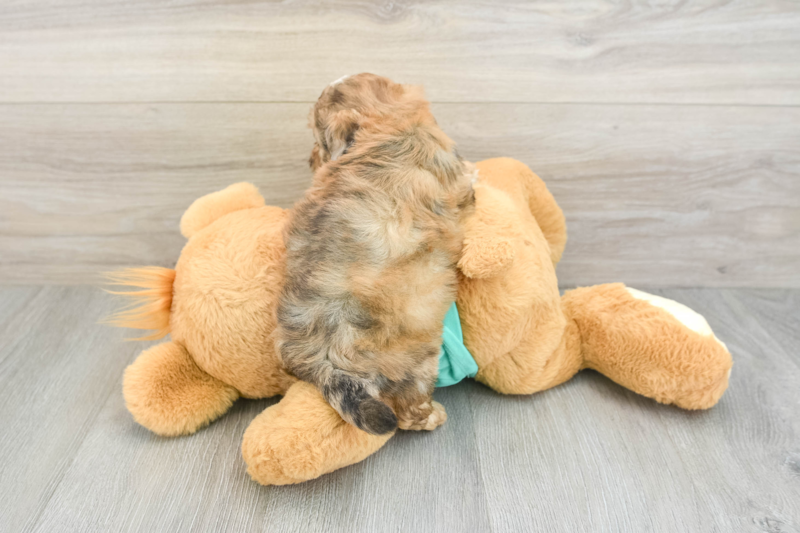 Meet Neuman - our Shih Poo Puppy Photo 2/3 - Seaside Pups