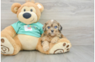 Best Shih Poo Baby