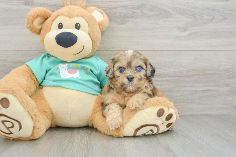 Meet Neuman - our Shih Poo Puppy Photo 3/3 - Seaside Pups