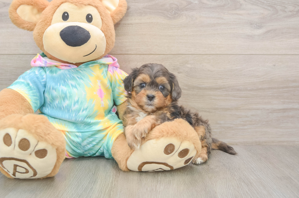 5 week old Shih Poo Puppy For Sale - Seaside Pups