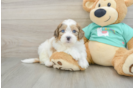 Shih Poo Puppy for Adoption