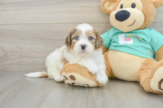 Shih Poo Puppy for Adoption