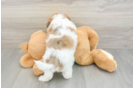 Shih Poo Pup Being Cute