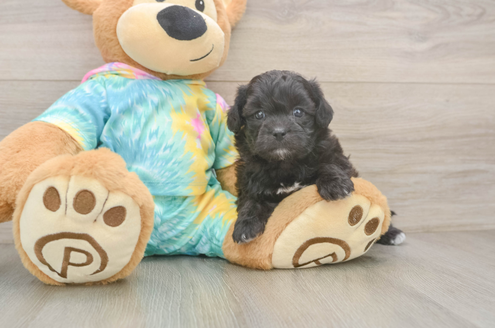 5 week old Shih Poo Puppy For Sale - Seaside Pups