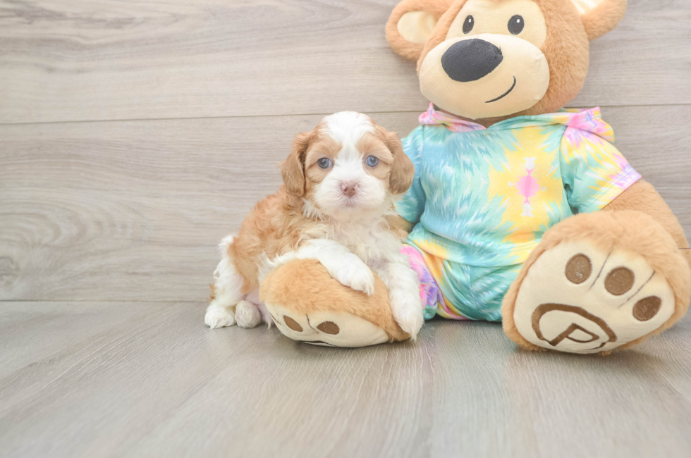 5 week old Shih Poo Puppy For Sale - Seaside Pups