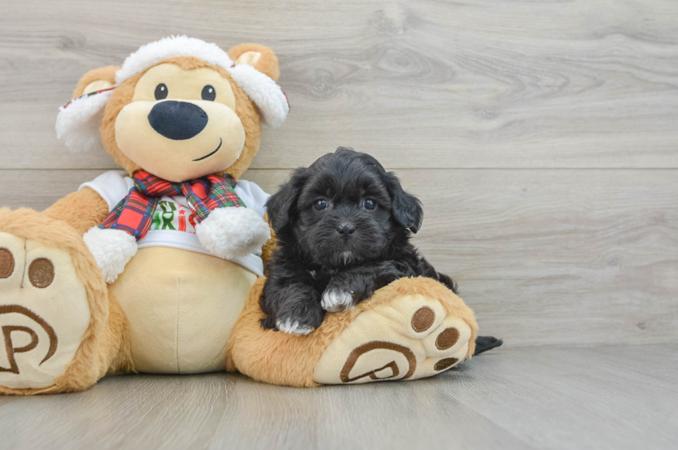 5 week old Shih Poo Puppy For Sale - Seaside Pups