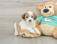 7 week old Shih Poo Puppy For Sale - Seaside Pups
