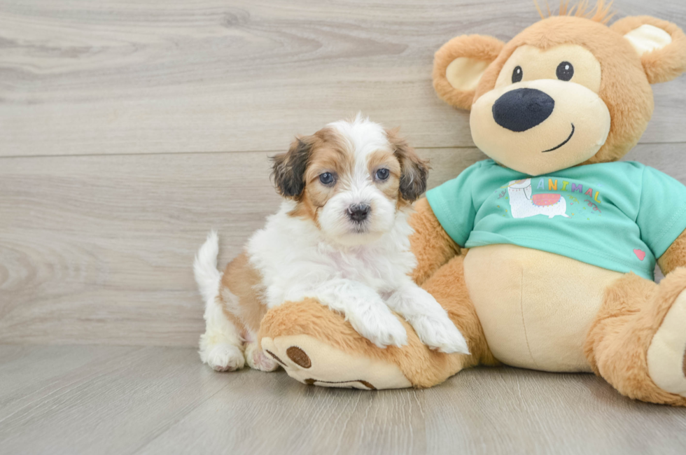 6 week old Shih Poo Puppy For Sale - Seaside Pups